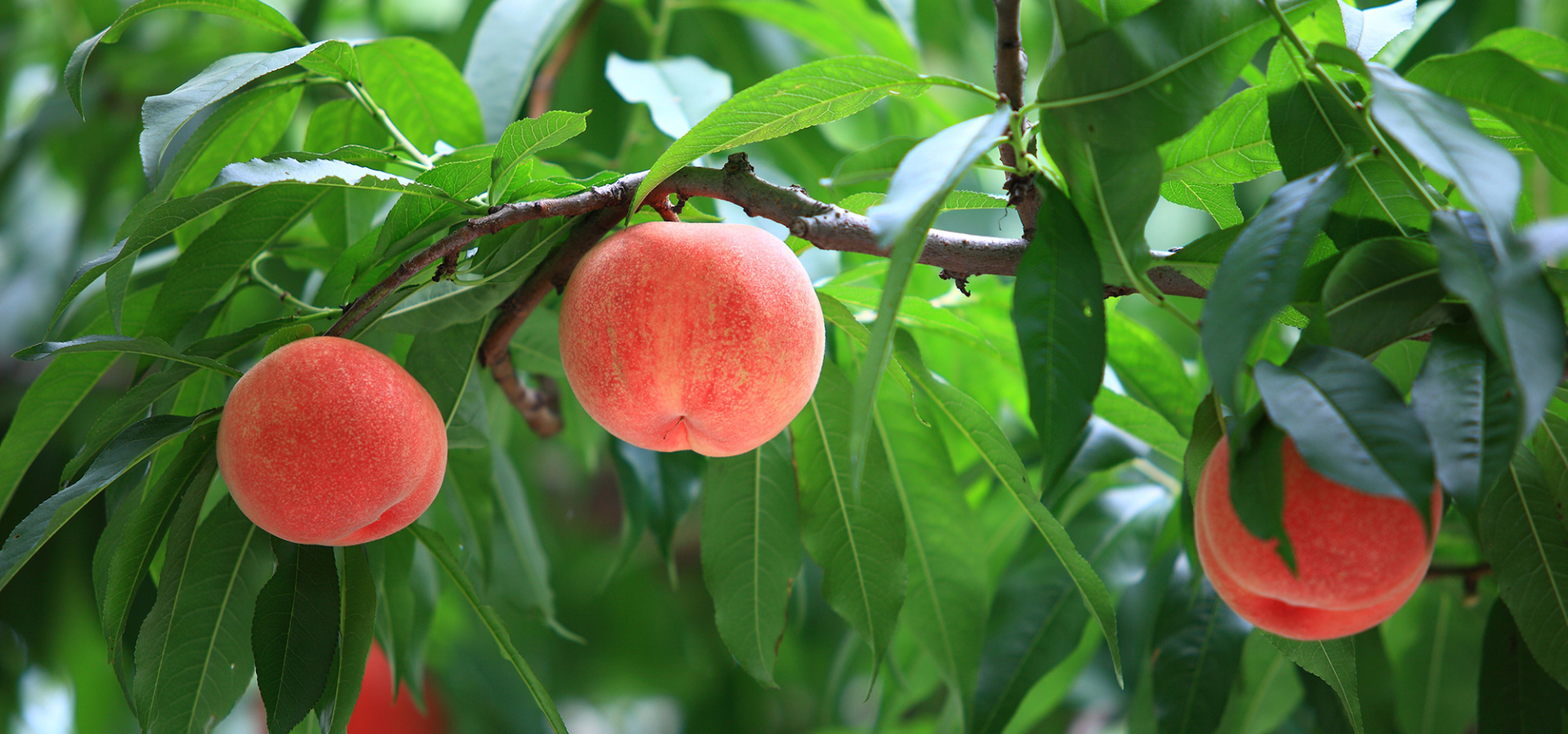 献上桃の郷特設サイト