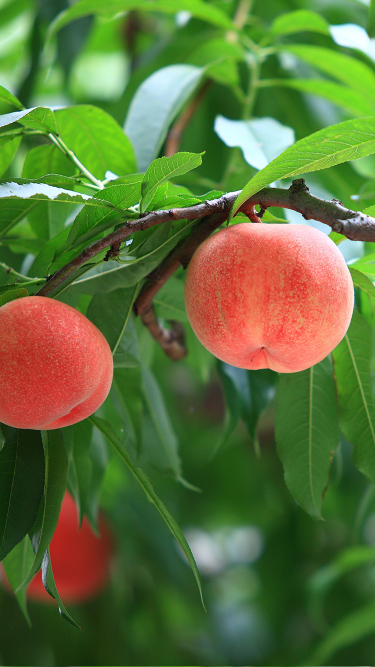 献上桃の郷特設サイト（スマホ版）