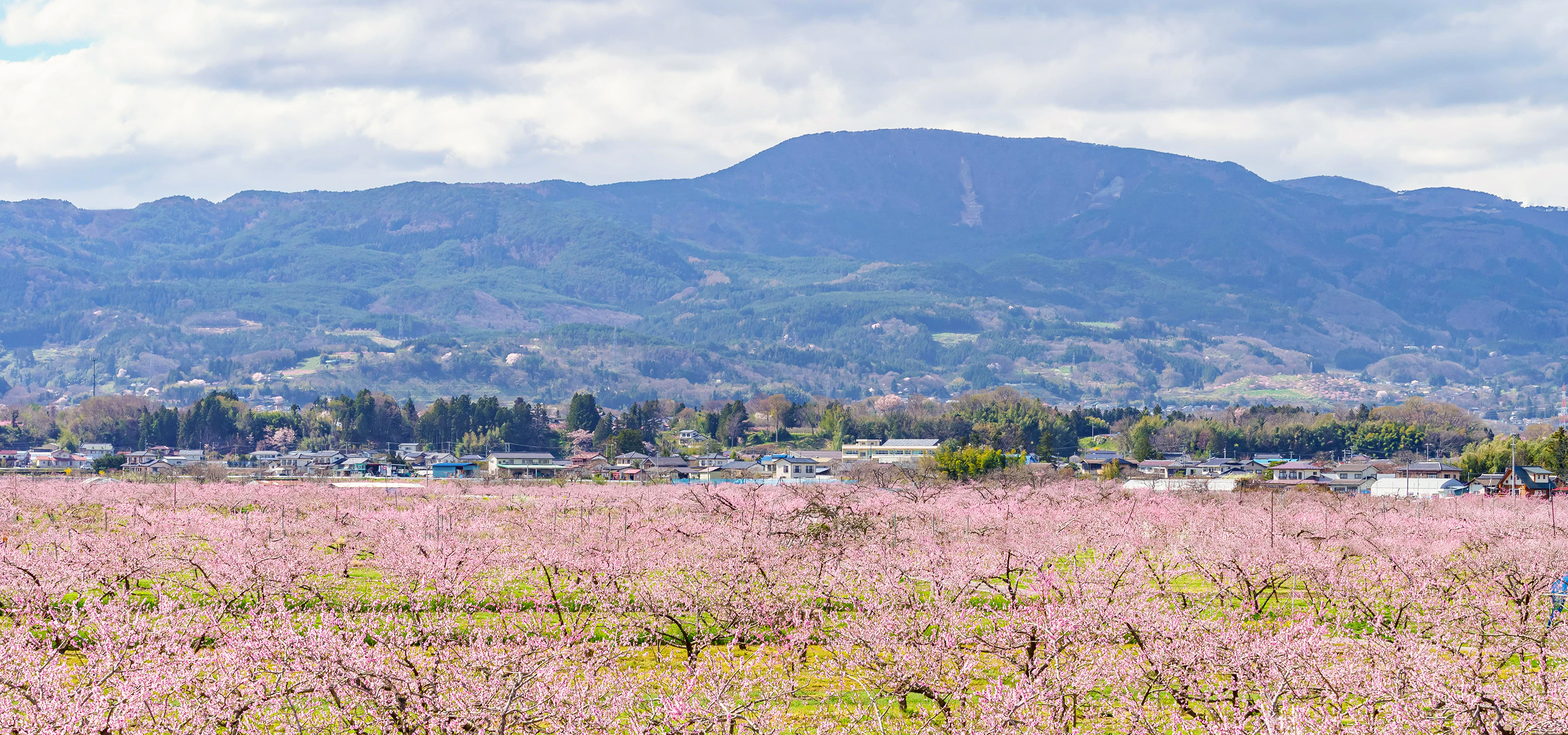 桃の花2（桑折桃源郷）