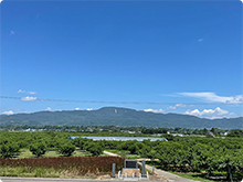 青空の下、町のシンボル半田山を背に、広大な桃畑が広がる様子。
