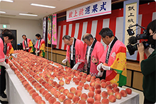 JAふくしま未来桑折共選場にある光センサーで選別された高品質の桃がテーブルの上にずらりと並び、その中から皇室へ献上する桃を関係者らが選んでいる様子。