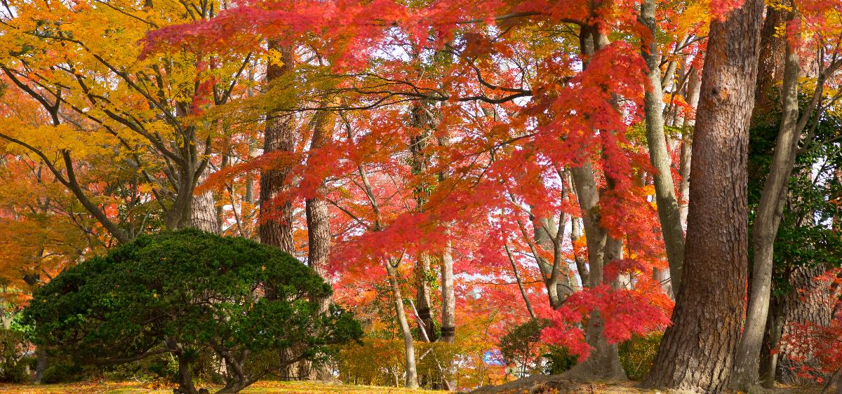 陣屋の杜の紅葉