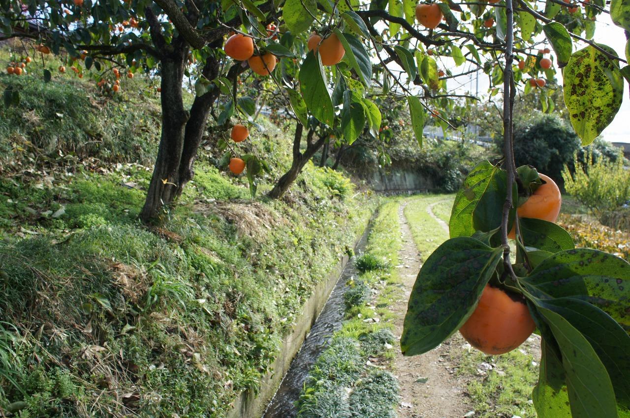 五十沢の柿の実の写真