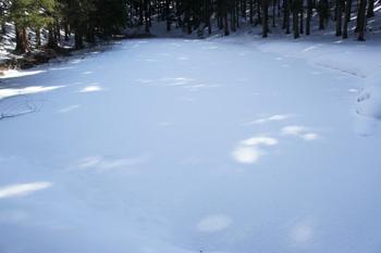 一面が雪で覆われている古沼の写真