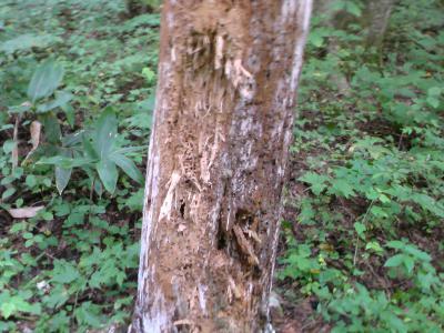 枯れ木の蟻の巣を鋭い爪でえぐった痕の写真