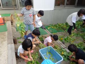 園児たちが枝豆を収穫している写真