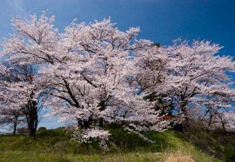 つつじケ岡史跡公園の満開の桜の木写真