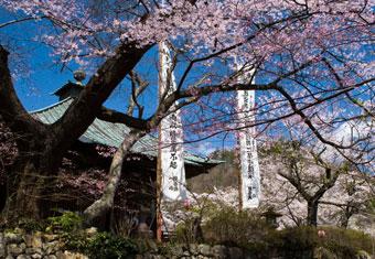 観音寺の満開の桜の木の写真