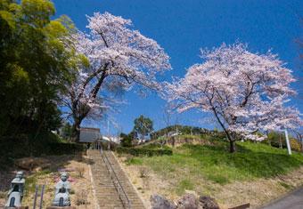 慈雲寺満開の桜の木の写真