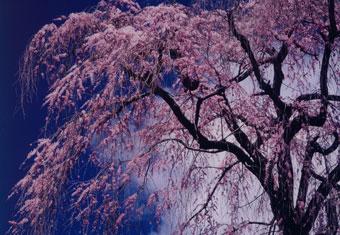 常称寺のしだれ桜の写真