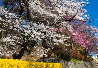 陣屋の杜公園の写真