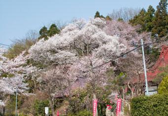 大聖寺桜の木の写真