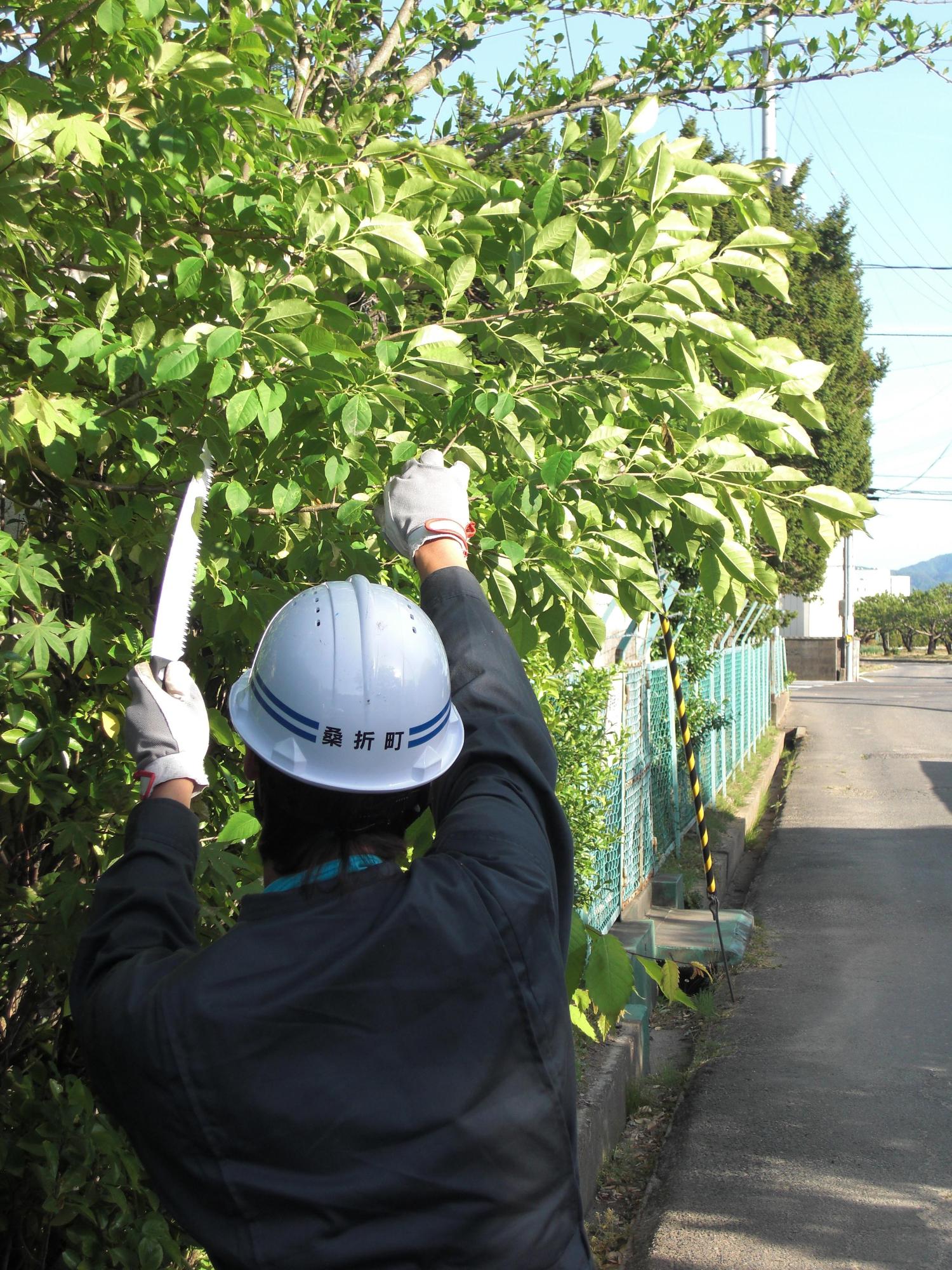 フェンスからはみ出した枝を剪定している桑折町の職員の写真