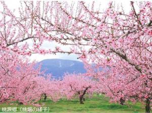 献上桃の郷の桃の花の写真