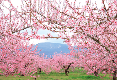 満開の桃の花が咲き誇る木々が点在しており、背景には青空の下の山々が見える風景