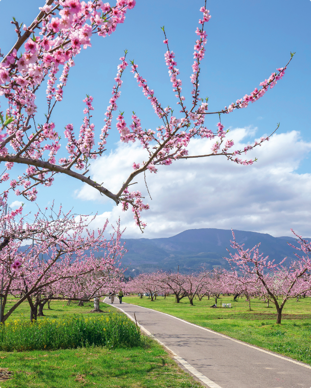 青空の下、満開のピンク色の桃の花が咲いている木々が整然と植えられた果樹園の道沿いに並んでおり、遠くには静かな山並みが広がっている景色