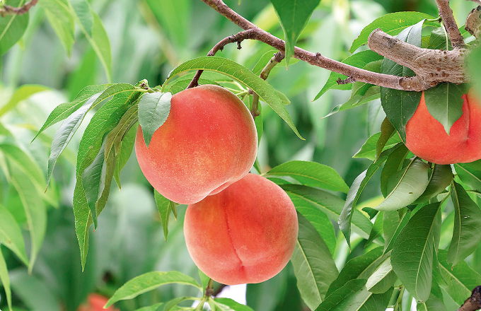 熟した赤みがかったオレンジ色の桃が、緑の葉が茂る桃の木にぶら下がっている