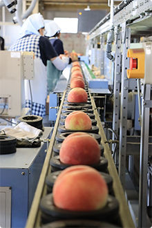 選果場で光センサー選果機を使用し、桃の糖度・大きさ・着色の質を判別するために、レーンに載せられた桃が流れていく様子。