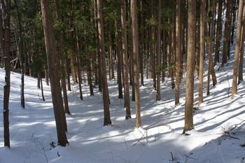 たくさんの杉の木が生えている杉林の写真