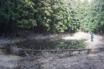雪が解け水位があまりない古沼の写真