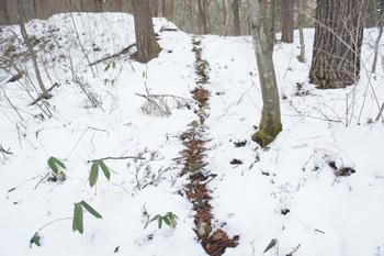 雪が直線状に溶けている様子の写真2