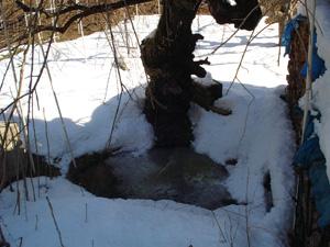 雪が積もった桜の木の下から中北の弘法水が湧き出ている様子の写真