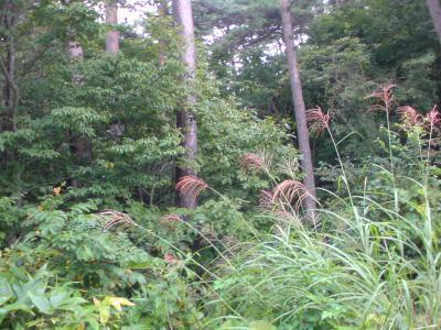 産ヶ沢線の道で雑草がたくさん生えている写真