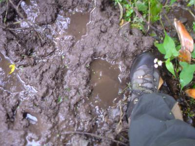 大型哺乳類の足跡らしき写真