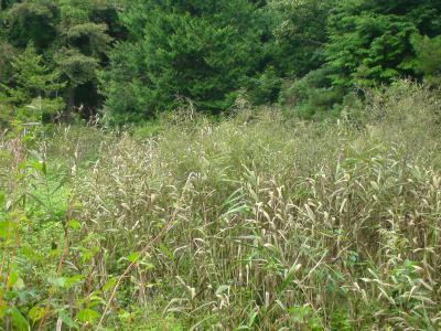 ススキが生い茂るかつての天然製氷場の跡の写真