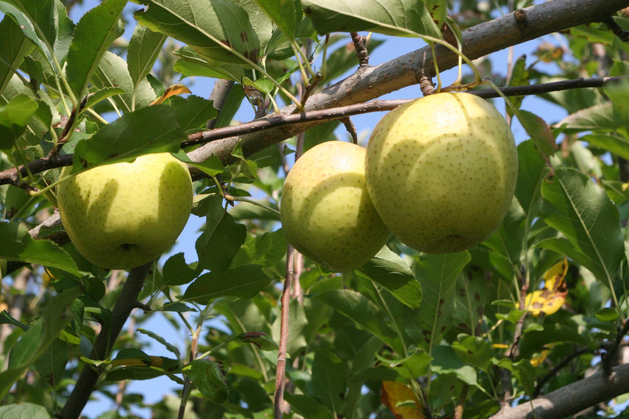 王林(りんご)の写真