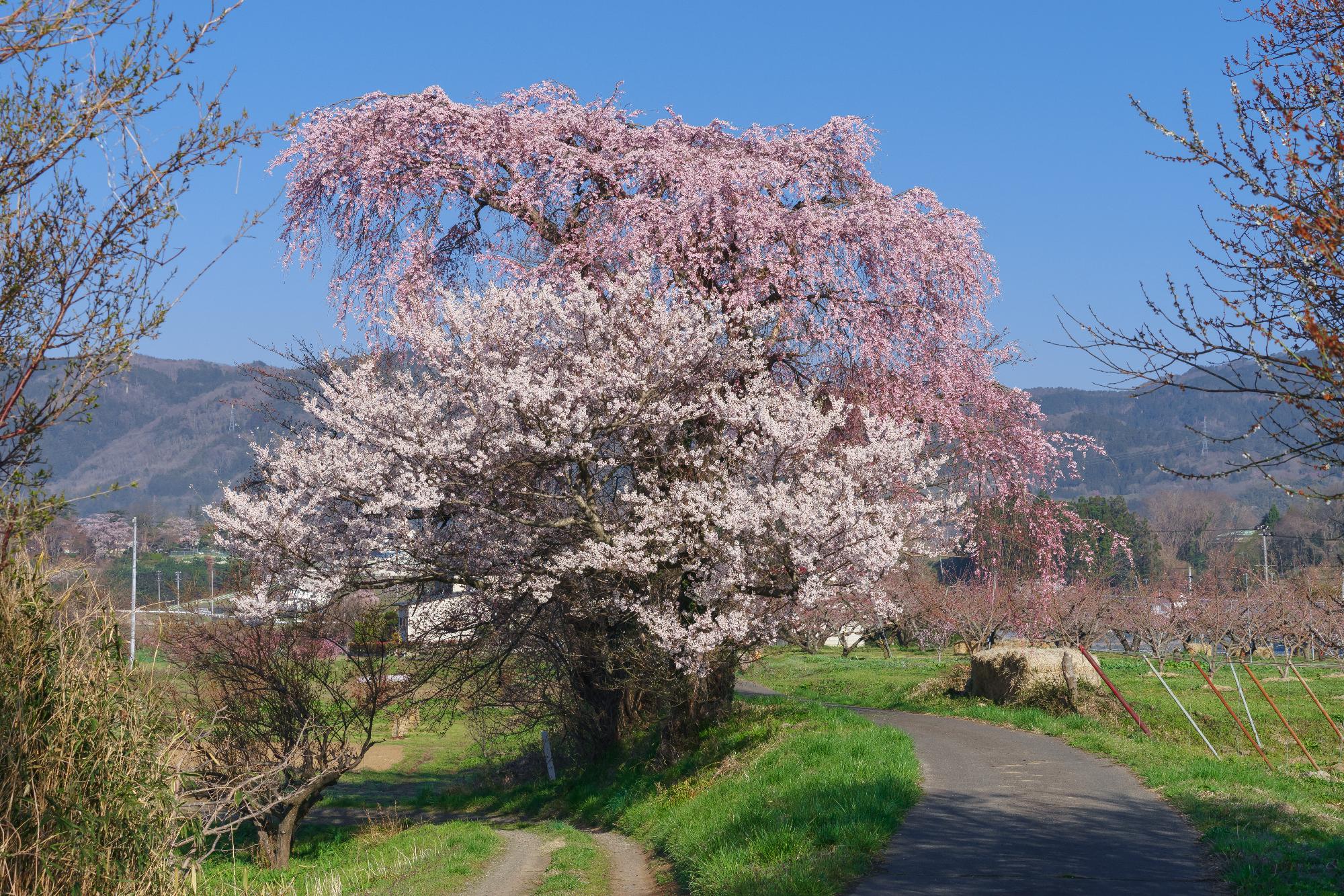 蒸汽の桜の写真