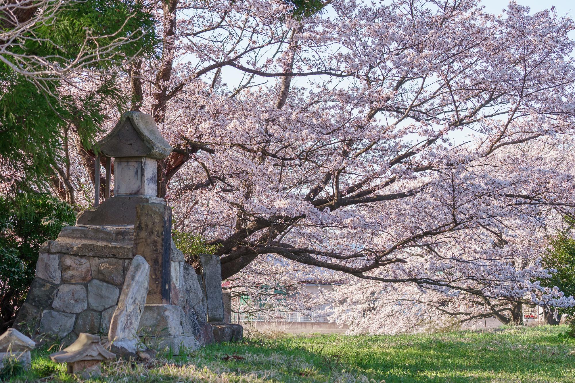 つつじヶ岡史跡公園の写真