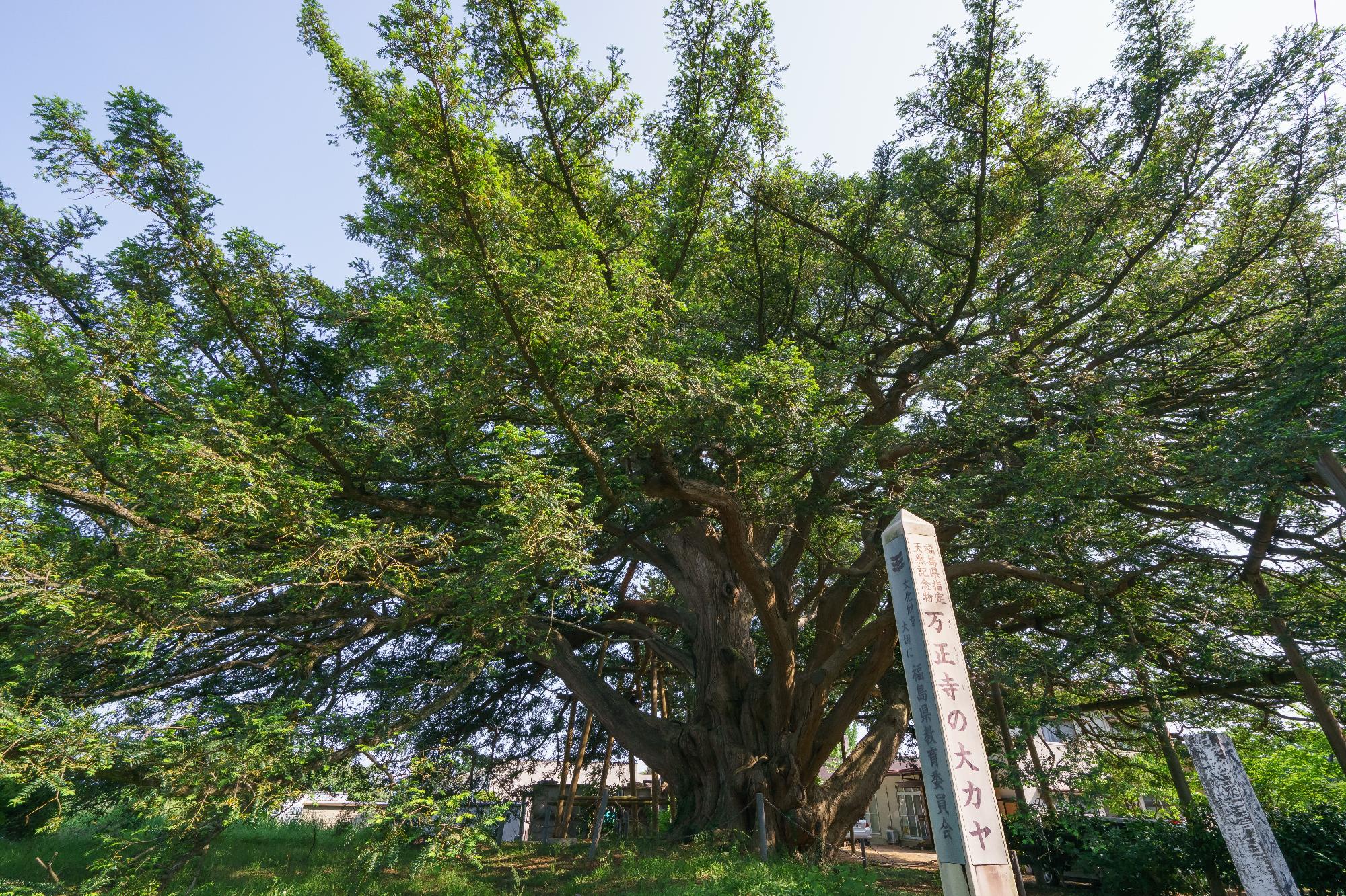 万正寺の大カヤの写真