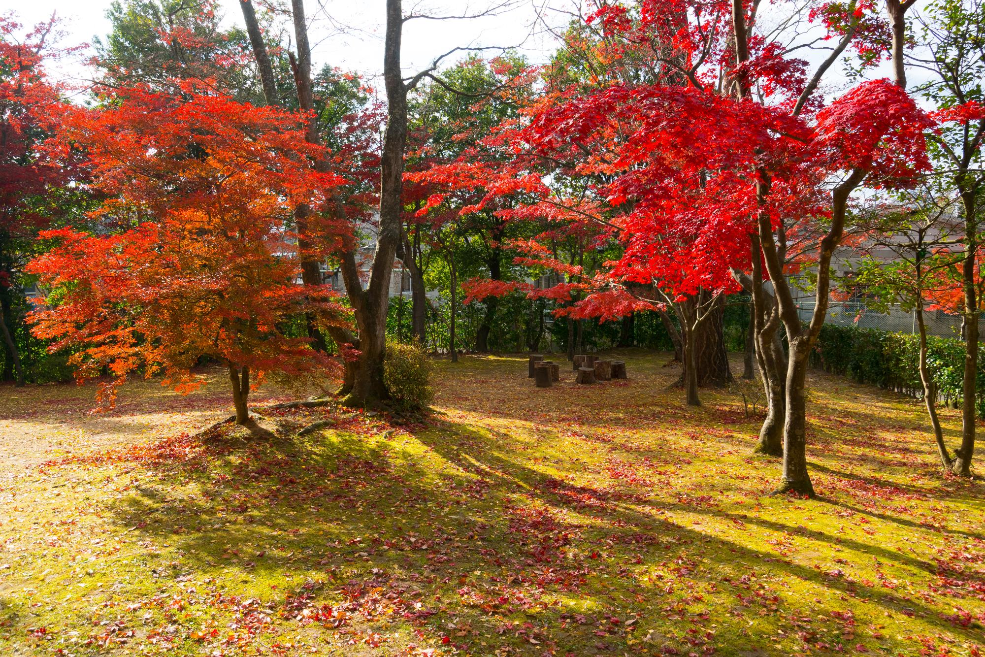 陣屋の杜公園の写真