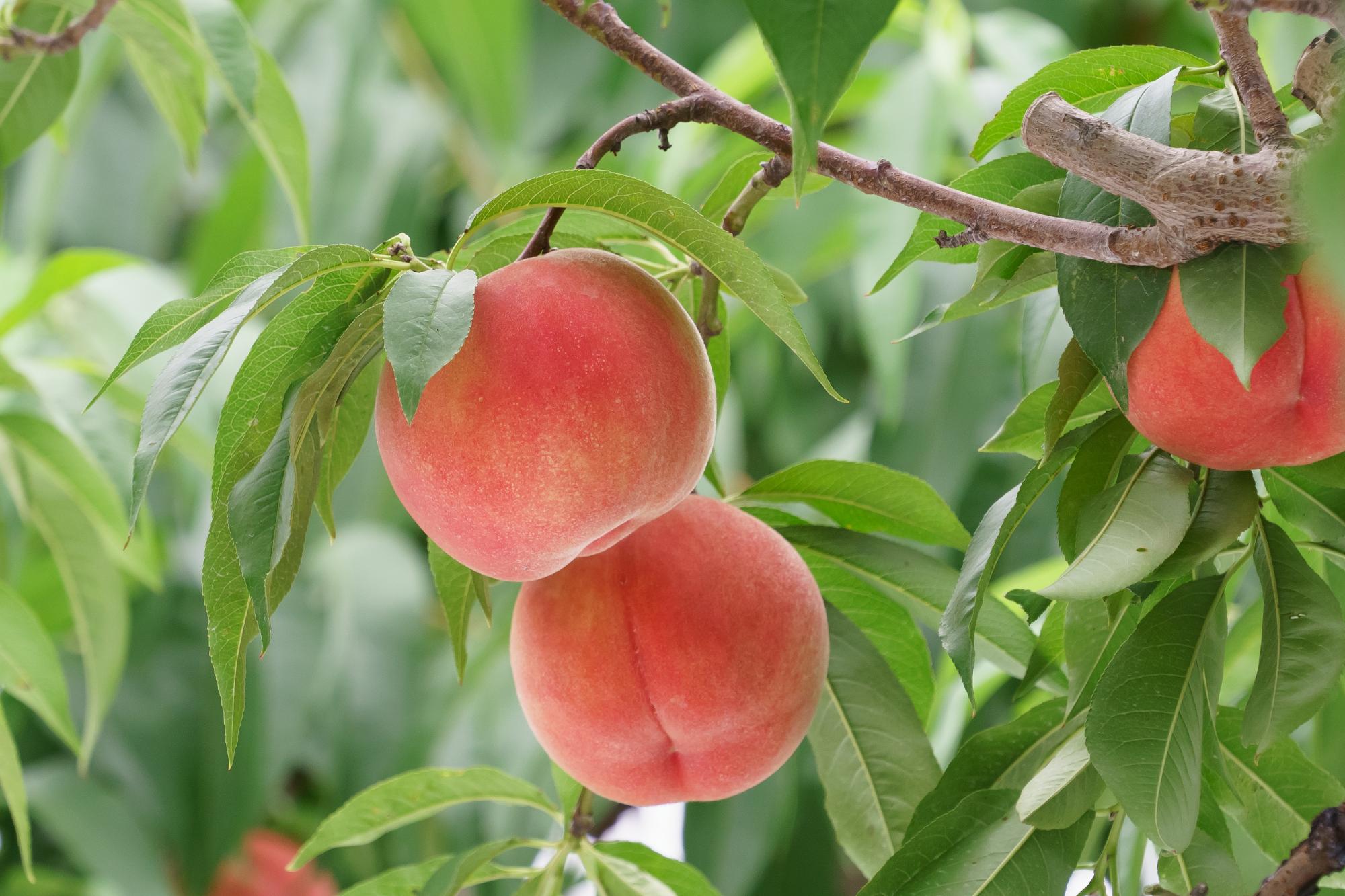 木になっている桃の画像