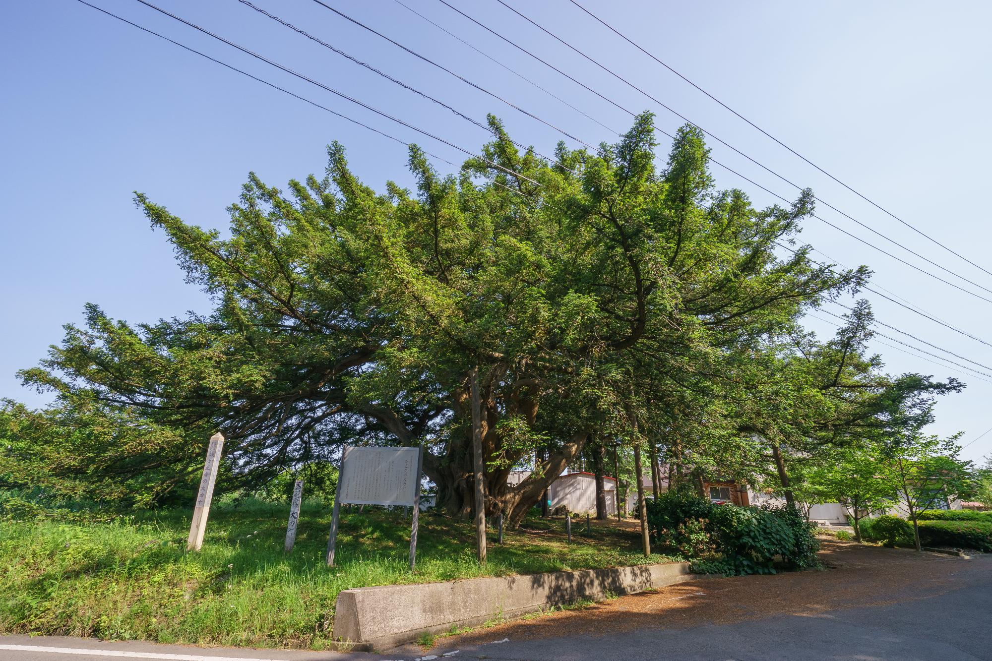 万正寺の大カヤ1