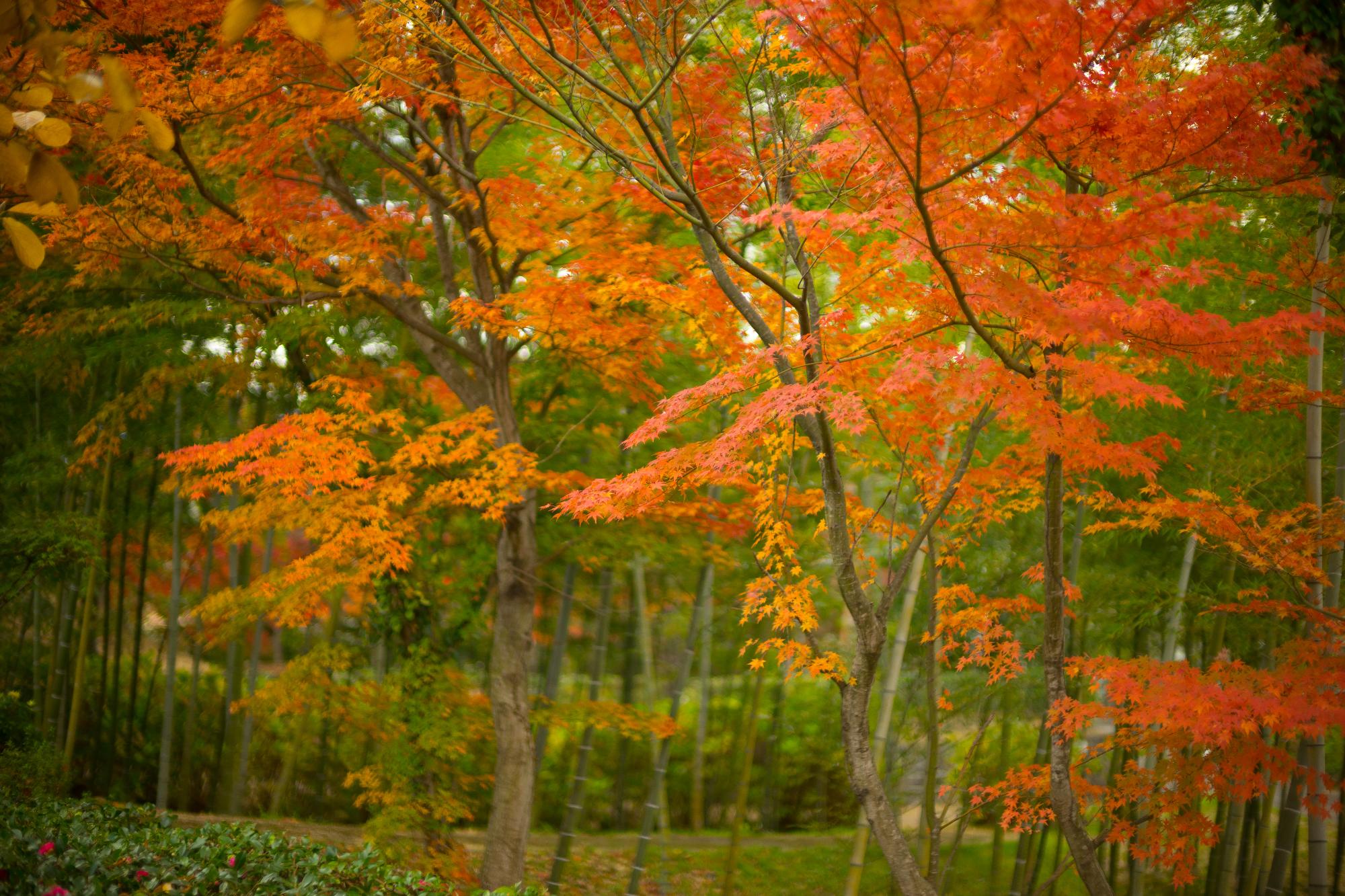 陣屋の杜公園の風景画像