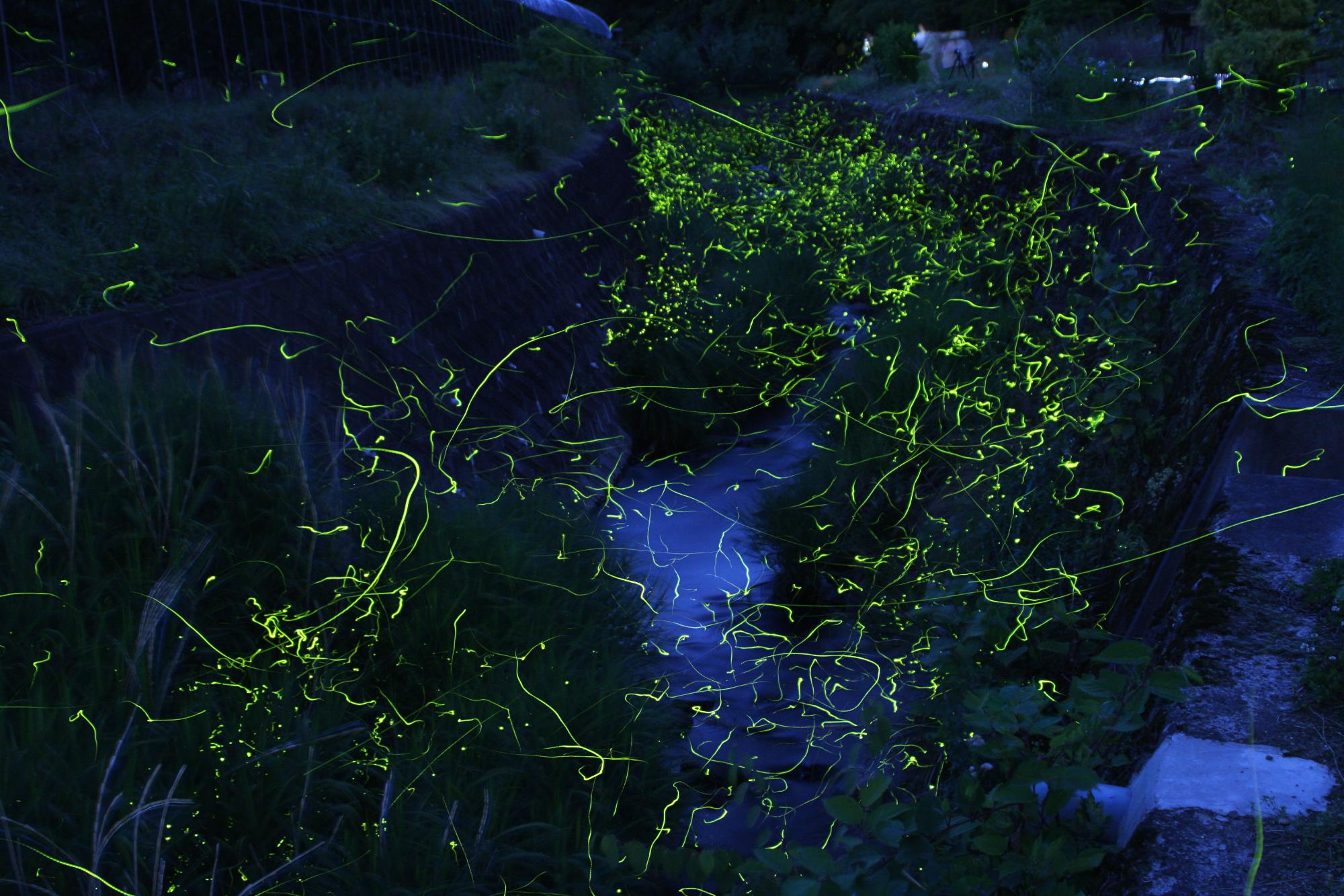 ゲンジボタルの写真1