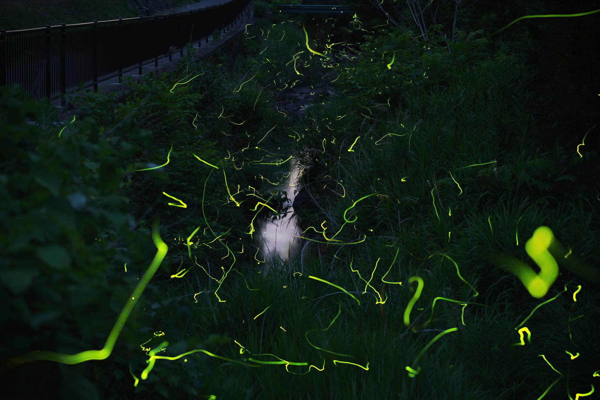 ゲンジボタルの写真2