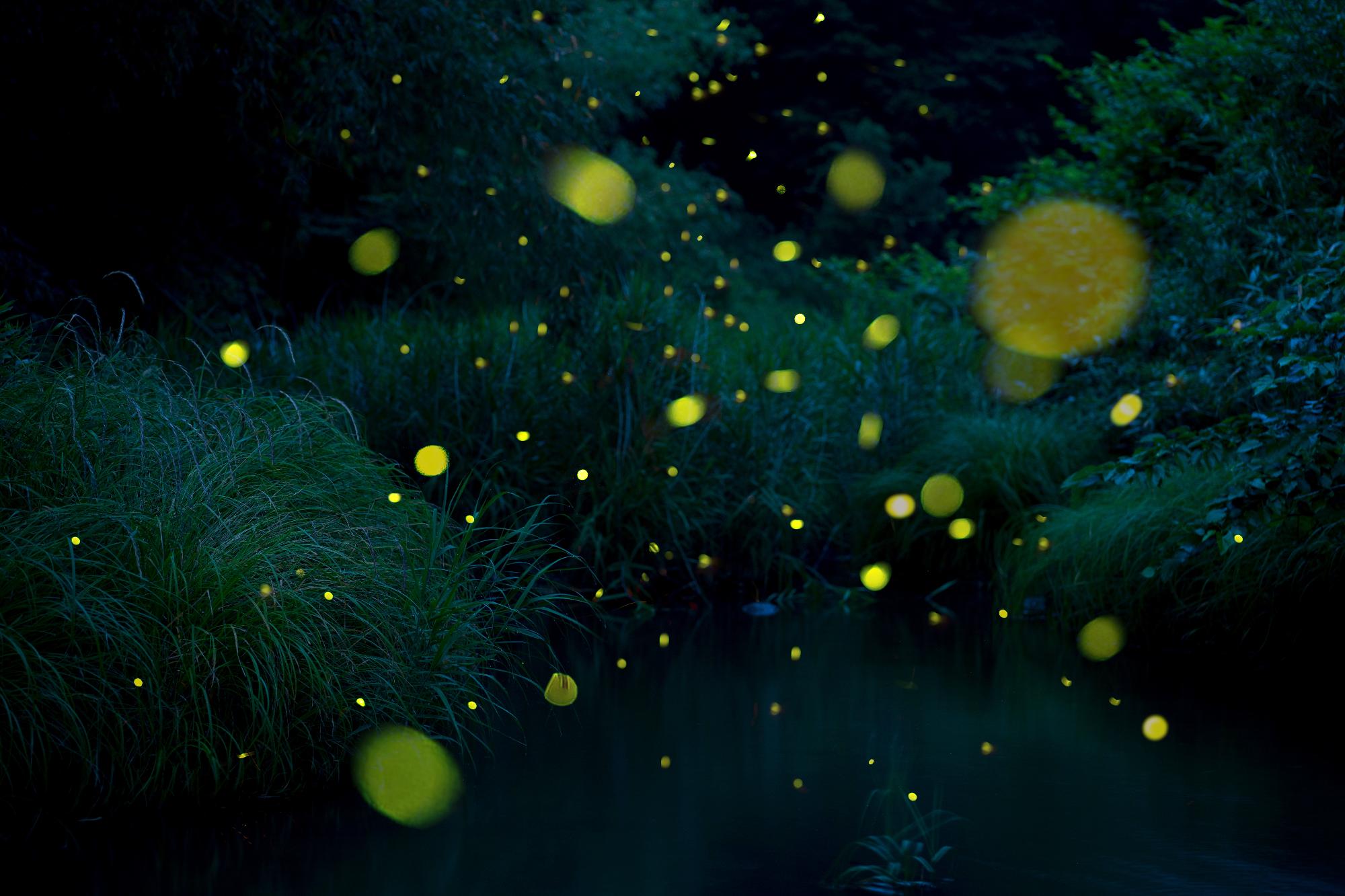 ゲンジボタルの写真3