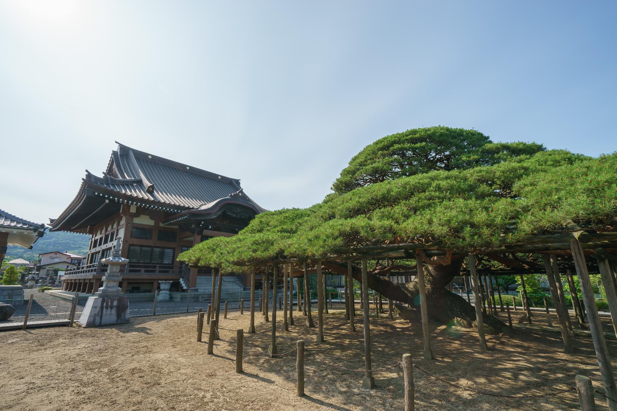 無能寺とみかげの松