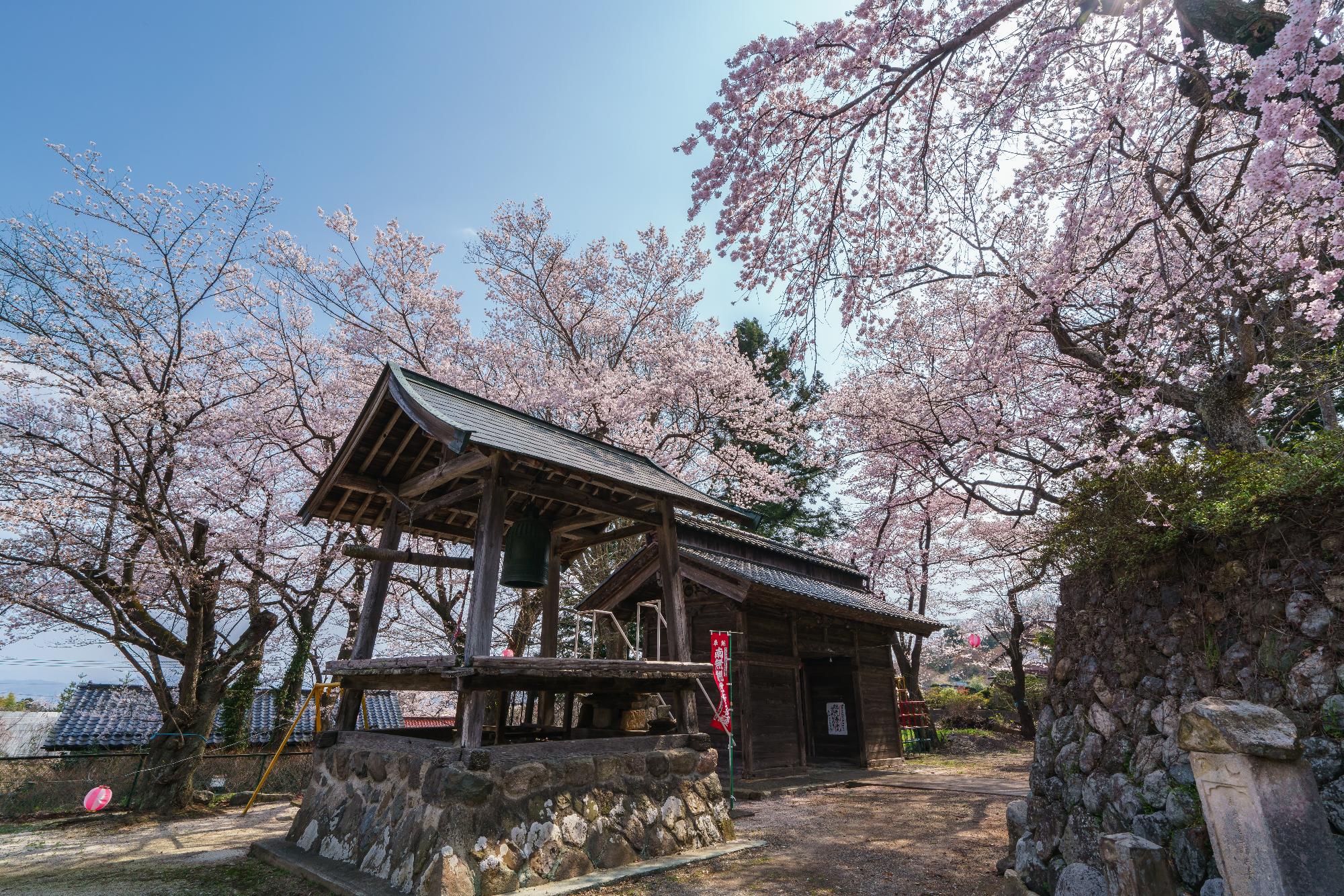 観音寺と桜