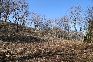 平成28年度 史跡桑折西山城跡整備事業1