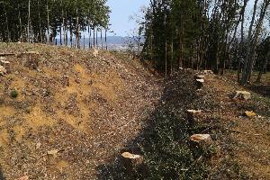 令和元年度（平成31年度） 史跡桑折西山城跡整備事業2