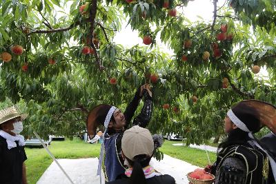 伊達崎の南さんの桃畑で桃狩りをする