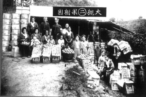 大正時代の桃の出荷の様子写真