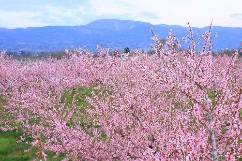 「桃源郷」写真