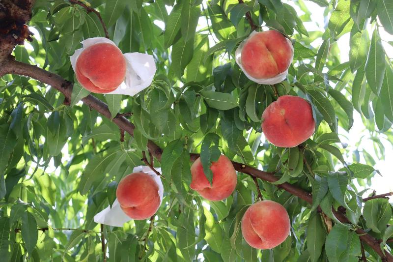 木に実る桃の写真