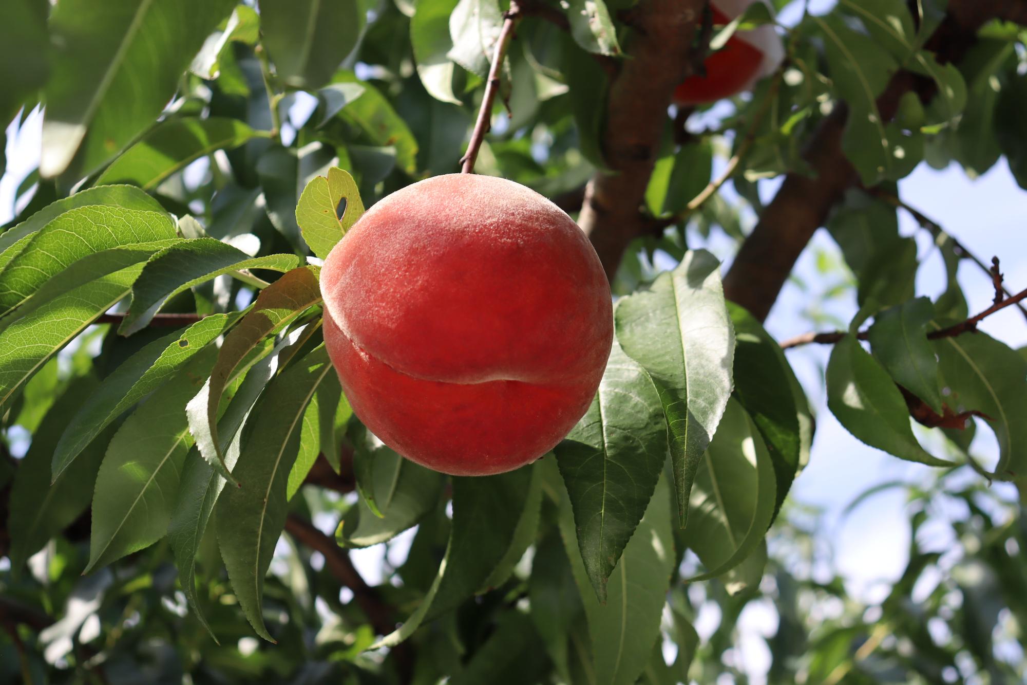 桃の写真