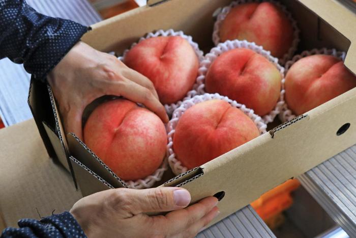 桃を箱に詰めている様子